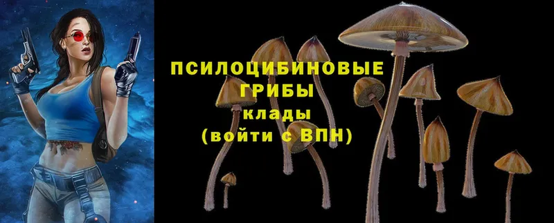 Галлюциногенные грибы Psilocybe  Каменногорск 